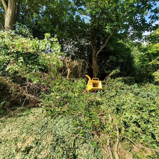 Trenches and greens next to a tree after garden work